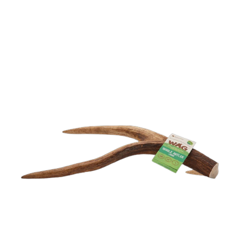 Whole Large Antler