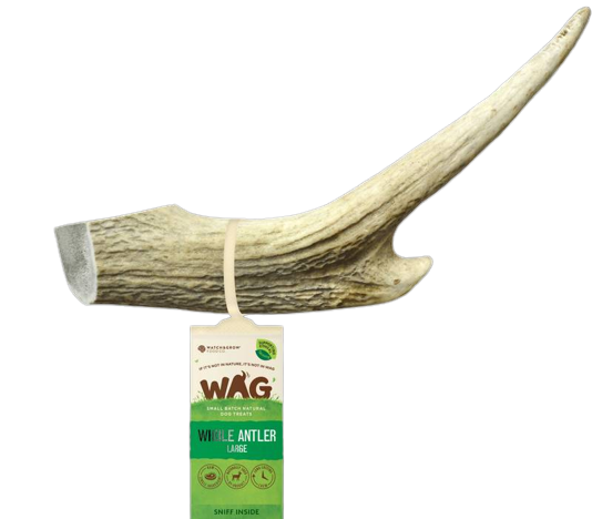 Whole Large Antler