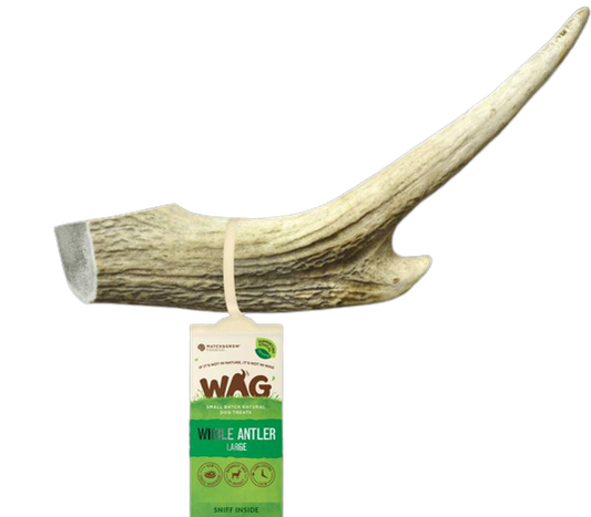 Whole Large Antler